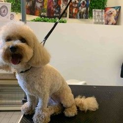 Grooming salon Višnjička banja