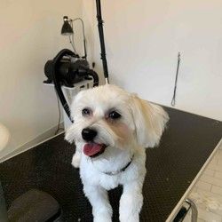 Sisanje pasa Višnjička banja