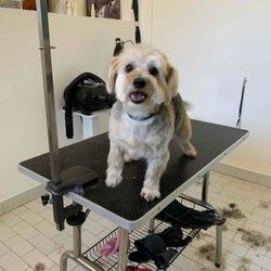 Sisanje pasa Višnjička banja