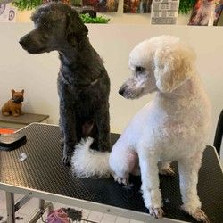 Salon za pse Višnjička banja