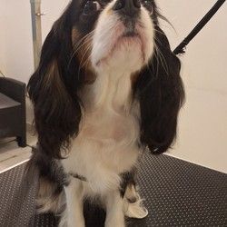 sisanje pasa Visnjicka banja