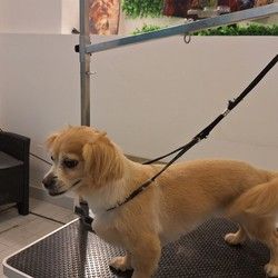 grooming salon Visnjicka banja