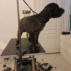 salon za sisanje pasa Visnjicka banja