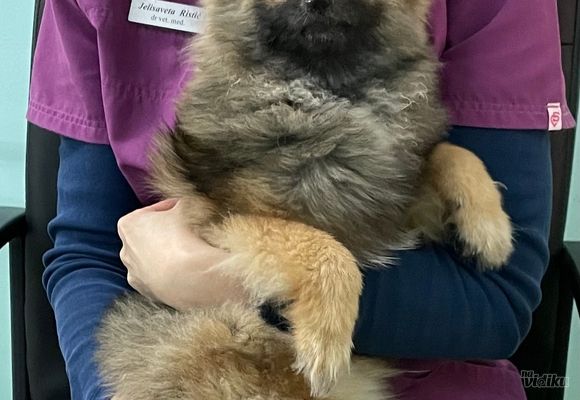 veterinar-cerak-bele-vode-vidikovac-cukarica-1a9ec2.jpg