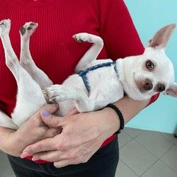 Lečenje pasa i mačaka Cerak Vidikovac Žarkovo