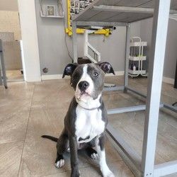 furminiranje-staford-stene-7-meseci-vracar-d67a43.jpg