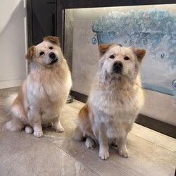 furminiranje-velikih-kuca-vracar-6b8339.jpg
