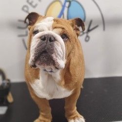 furminiranje-pasa-engleski-buldog-vracar-24b77c.jpg