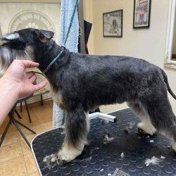 Trimovanje snaucera Beograd