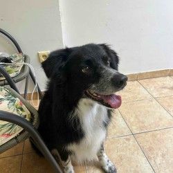 Četkanje dugodlakih pasa Cukarica