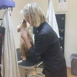 Furminiranje pasa Banovo brdo