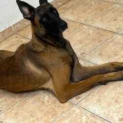 Kupanje malinoe Cukarica