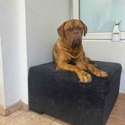 kupanje-bordoske-doge-banovo-brdo-422d74.jpg