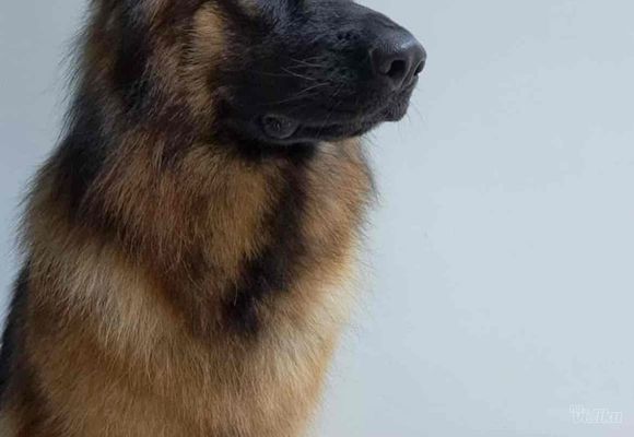 Kupanje i cetkanje nemačkog ovčara Cukaricka padina