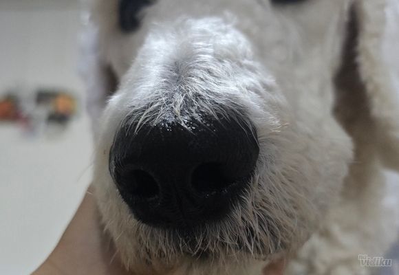 Grooming škola