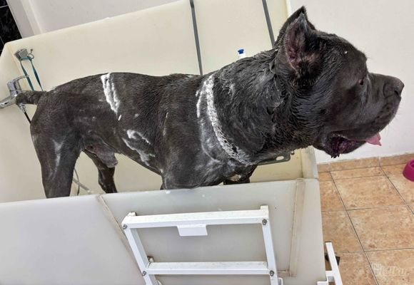 Kupanje i furminiranje cane corso Cukarica