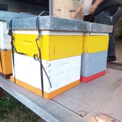 Transport košnica za pčele