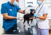 Vakcina za pse