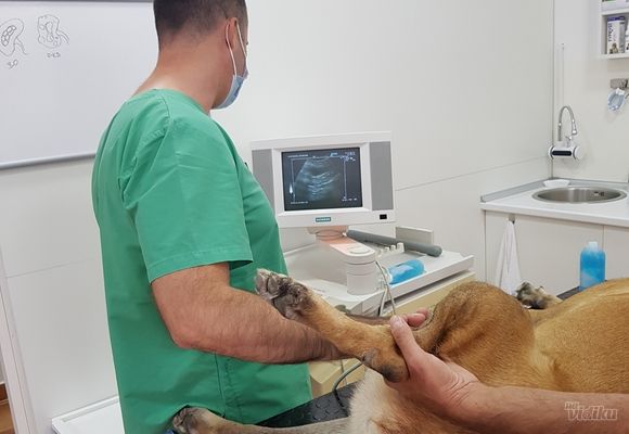 Ultrazvuk za pse Altina