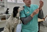 Vakcina protiv zaraznih bolesti za pse 