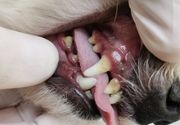 Ultrazvučno skidanje kamenca kod pasa