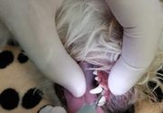 Ultrazvučno skidanje kamenca kod pasa