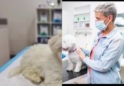 Druga vakcina ( revakcina ) za psa