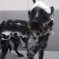 Kupanje i sisanje pasa