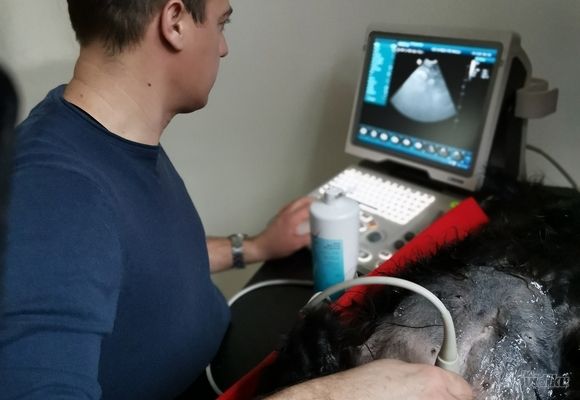 Ultrazvučni pregled abdomena