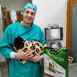 Sterilizacija mačaka 