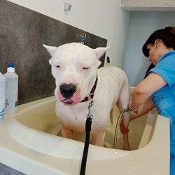 Kupanje velikih pasa furminiranje