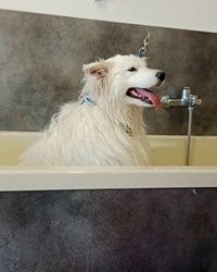 Kupanje pasa labrador