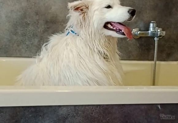 Kupanje pasa 