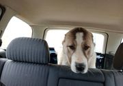 Prevoz pasa u Crnu Goru