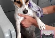 Kompletan tretman sa furminiranjem za male kratkodlake pse Zemun
