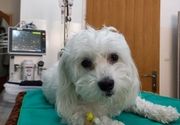Sterilizacija pasa u inhalacionoj anesteziji 