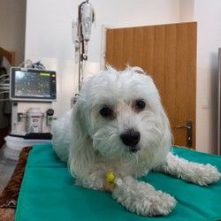 Sterilizacija pasa u inhalacionoj anesteziji 