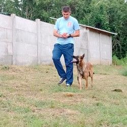 Čuvanje pasa i obuka 