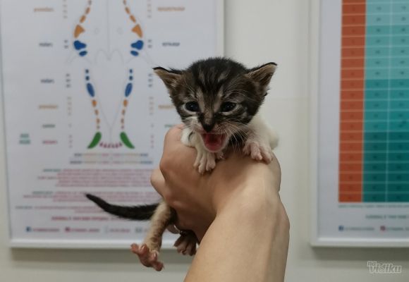 Vakcinacija I čipovanje mačaka Karaburma 