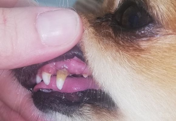 Skidanje zubnog kamenca kod pasa 