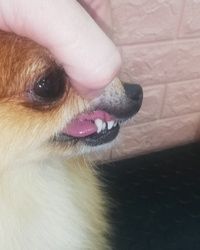 Skidanje zubnog kamenca kod pasa 