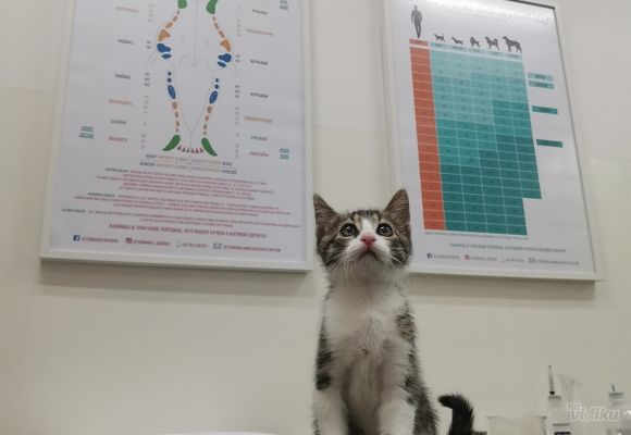 Vakcinacija I čipovanje mačaka 