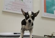 Vakcinacija I čipovanje pasa 