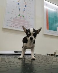 Vakcinacija I čipovanje pasa 