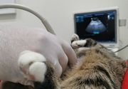Ultrazvučni pregled pasa i mačaka 