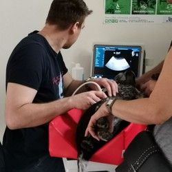 Ultrazvučni pregled pasa i mačaka 