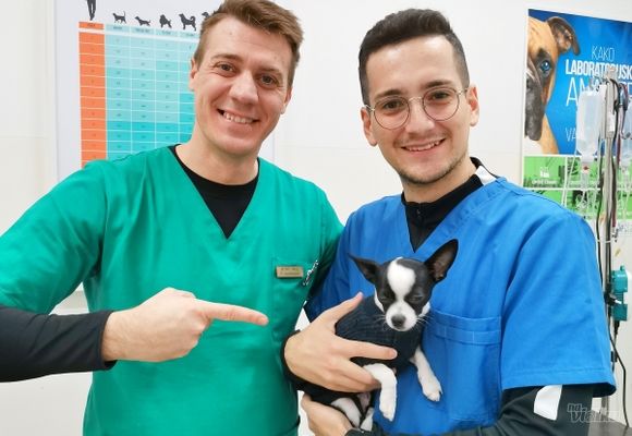Pregled i vakcinacija pasa i mačaka