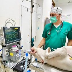 Sterilizacija pasa Karaburma 