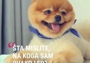 Salon za pse Novi Sad