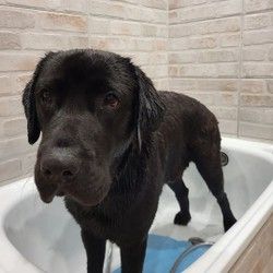 Kupanje labradora